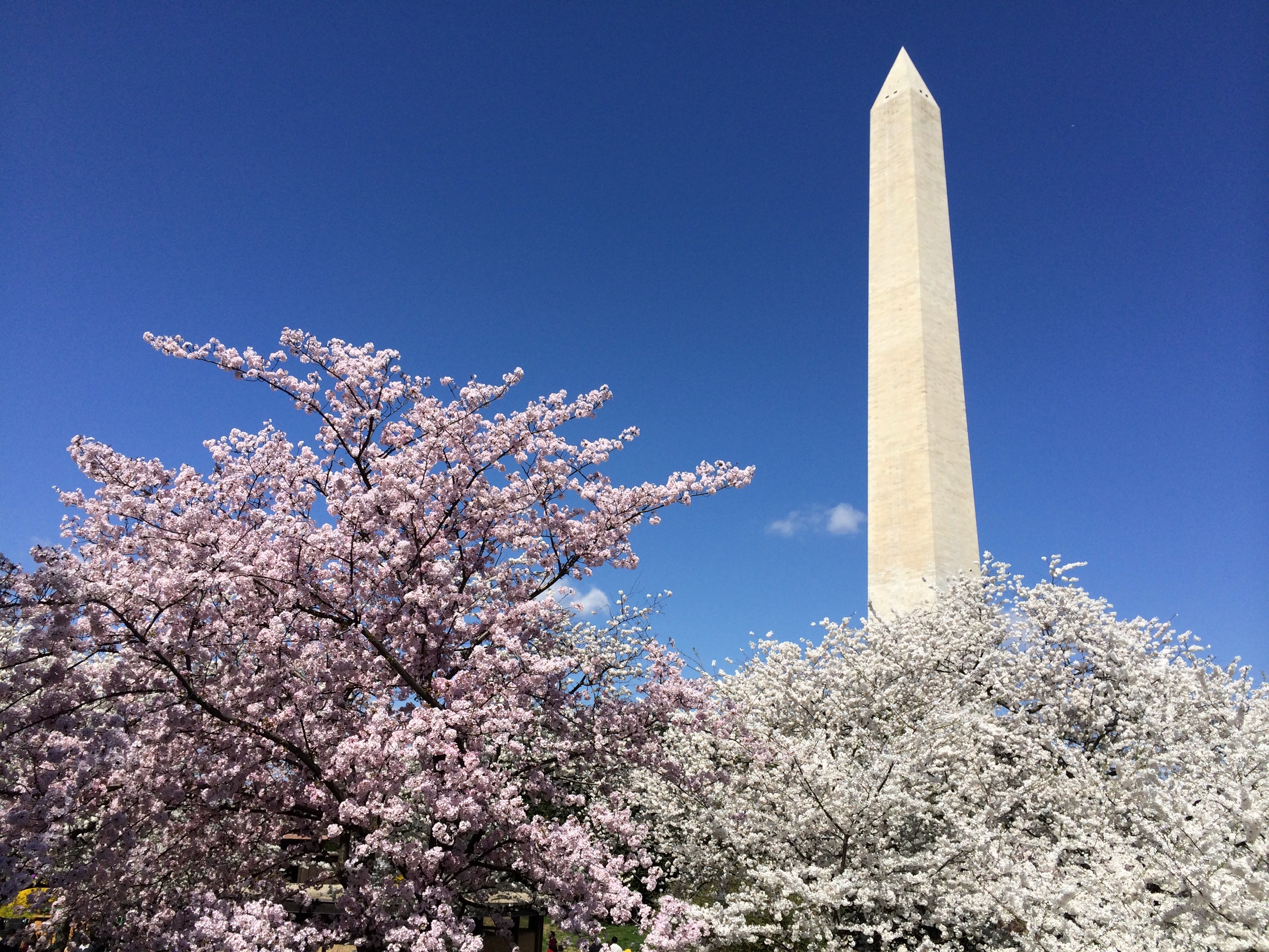Cherry Blossoms